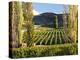 Felton Road Vineyard, Bannockburn, South Island, New Zealand-David Wall-Premier Image Canvas