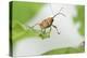 Female Acorn Weevil (Curculio Glandium) Niedersachsische Elbtalaue Biosphere Reserve-Solvin Zankl-Premier Image Canvas