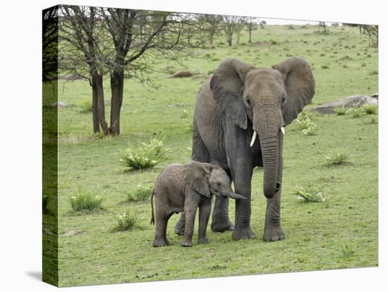 Female African Elephant with baby, Serengeti National Park, Tanzania-Adam Jones-Premier Image Canvas