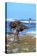 Female African ostrich (Struthio camelus australis) on the Atlantic Ocean shore, Cape of Good Hope-G&M Therin-Weise-Premier Image Canvas