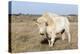 Female Albino Buffalo, White Cloud, Jamestown, North Dakota, USA-Chuck Haney-Premier Image Canvas