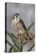 Female American Kestrel, Falco sparverius, Kentucky-Adam Jones-Premier Image Canvas