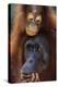 Female and Baby Orangutan in Borneo-W^ Perry Conway-Premier Image Canvas