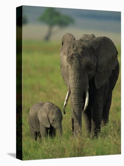 Female and Calf, African Elephant, Masai Mara National Reserve, Kenya, East Africa, Africa-Murray Louise-Premier Image Canvas