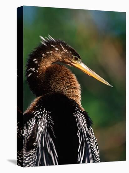 Female Anhinga-Charles Sleicher-Premier Image Canvas