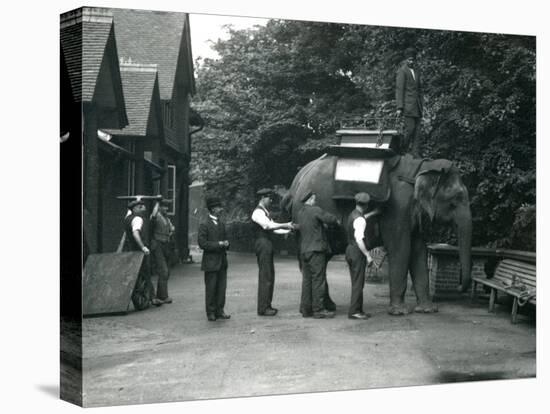 Female Asian Elephant 'Indiarani' Being Fitted with a Saddle-Frederick William Bond-Premier Image Canvas