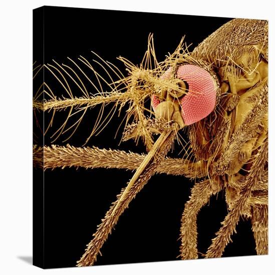 Female Asian Tiger Mosquito-Micro Discovery-Premier Image Canvas