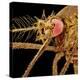 Female Asian Tiger Mosquito-Micro Discovery-Premier Image Canvas