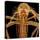 Female Asian Tiger Mosquito-Micro Discovery-Premier Image Canvas