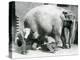 Female Asiatic Elephant 'Sundermalah' Having Her Feet Trimmed by Her Keepers at London Zoo, August-Frederick William Bond-Premier Image Canvas