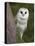 Female Barn Owl, Tyto Alba, World Owl Trust, Muncaster Castle, Ravenglass, Cumbria, UK, Captive-Ann & Steve Toon-Premier Image Canvas