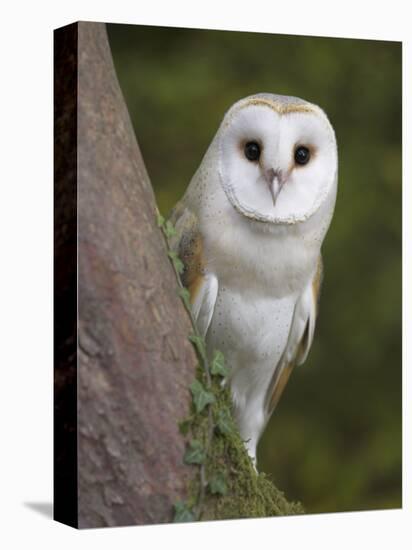 Female Barn Owl, Tyto Alba, World Owl Trust, Muncaster Castle, Ravenglass, Cumbria, UK, Captive-Ann & Steve Toon-Premier Image Canvas