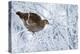 Female Black Grouse (Tetrao - Lyrurus Tetrix) Perched in Tree Covered in Snow-Markus Varesvuo-Premier Image Canvas