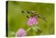 Female Blue Dasher dragonfly on clover, Kentucky-Adam Jones-Premier Image Canvas