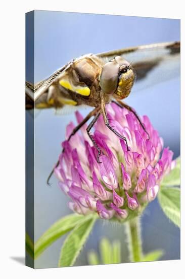 Female Blue Dasher Dragonfly on Clover, Pachydiplax Longipennis, Kentucky-Adam Jones-Premier Image Canvas