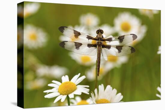 Female Blue Dasher Dragonfly on Daisy, Pachydiplax Longipennis, Kentucky-Adam Jones-Premier Image Canvas