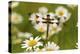 Female Blue Dasher Dragonfly on Daisy, Pachydiplax Longipennis, Kentucky-Adam Jones-Premier Image Canvas