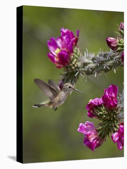 Female Broad-Tailed Hummingbird (Selasphorus Platycercus) Feeding at a Walkingstick (Cane) Cholla-James Hager-Premier Image Canvas