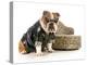 Female Bulldog Humanized With Leather Coat And Glasses Sitting Beside Couch Isolated-Willee Cole-Premier Image Canvas