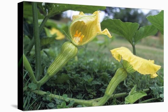 Female Butternut Squash Flowers-David Nunuk-Premier Image Canvas