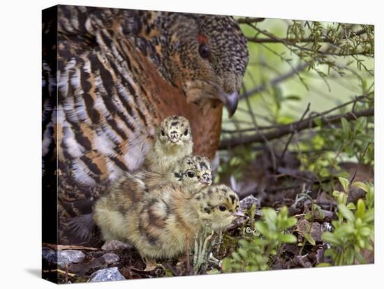 Female Capercaillie (Tetrao Urogallus) with Three Chicks, Kuhmo, Finland, June-Markus Varesvuo-Premier Image Canvas