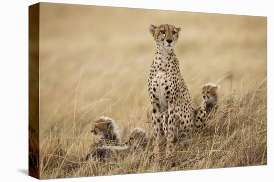 Female Cheetah with Cubs in Tall Grass-Paul Souders-Premier Image Canvas