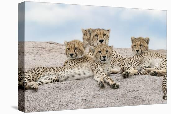 Female cheetah with five large cubs on kopje, Serengeti National Park, Tanzania, Africa-Adam Jones-Premier Image Canvas