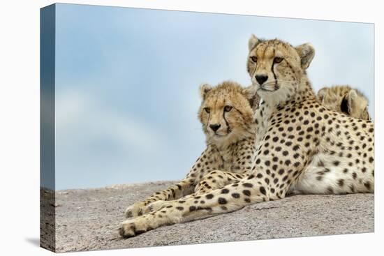 Female cheetah with five large cubs on kopje, Serengeti National Park, Tanzania, Africa-Adam Jones-Premier Image Canvas