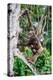 Female Chimpanzee climbing in trees carrying infant, Africa-Eric Baccega-Premier Image Canvas