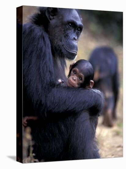 Female Chimpanzee Cradles Newborn Chimp, Gombe National Park, Tanzania-Kristin Mosher-Premier Image Canvas