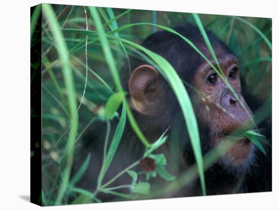 Female Chimpanzee Rolls the Leaves of a Plant, Gombe National Park, Tanzania-Kristin Mosher-Premier Image Canvas