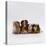 Female Crested Guinea Pig with Three Six-Week Babies, UK-Jane Burton-Premier Image Canvas