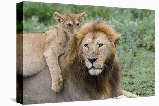 Female Cub Lies on Top of Her Father, Ngorongoro, Tanzania-James Heupel-Premier Image Canvas