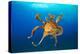 Female Day octopus drifting in the ocean, Hawaii-David Fleetham-Premier Image Canvas