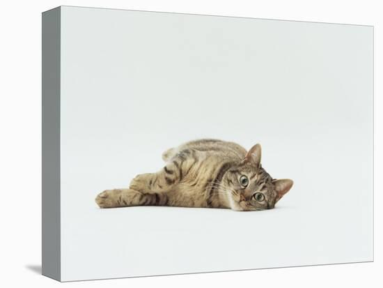 Female Domestic Tabby Cat Lying Down, UK-Jane Burton-Premier Image Canvas