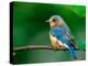 Female Eastern Bluebird-Adam Jones-Premier Image Canvas