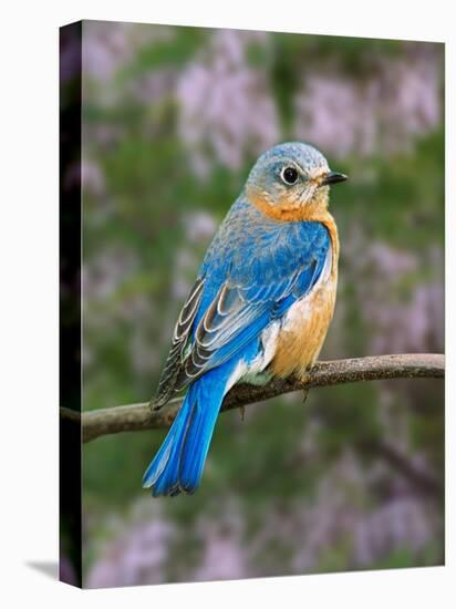 Female Eastern Bluebird-Adam Jones-Premier Image Canvas