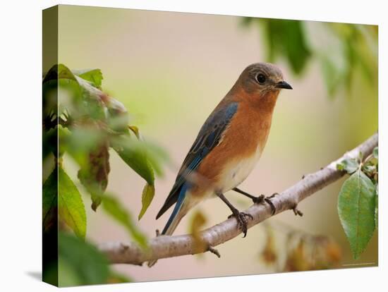 Female Eastern Bluebird-Adam Jones-Premier Image Canvas