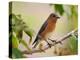 Female Eastern Bluebird-Adam Jones-Premier Image Canvas