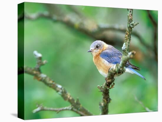 Female Eastern Bluebird-Adam Jones-Premier Image Canvas