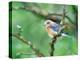 Female Eastern Bluebird-Adam Jones-Premier Image Canvas