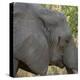 Female Elephant - Zabia-Scott Bennion-Stretched Canvas