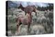 Female Elk (Cervus Canadensis) in Yellowstone National Park, Wyoming-James White-Premier Image Canvas