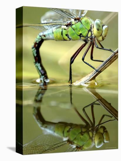 Female Emperor Dragonfly (Anax Imperator) Laying Eggs at the Edge of a Pond, Cornwall, UK-Ross Hoddinott-Premier Image Canvas