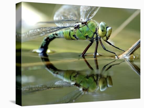 Female Emperor Dragonfly Laying Eggs at the Edge of a Pond. Cornwall, UK-Ross Hoddinott-Premier Image Canvas