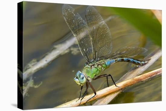 Female Emperor Dragonfly-Adrian Bicker-Premier Image Canvas