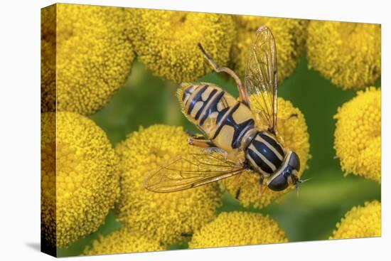 Female European hoverfly pollinating Tansy in flower-Philippe Clement-Premier Image Canvas