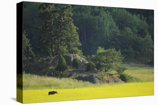 Female European Moose (Alces Alces) in Flowering Field, Elk, Morko, Sormland, Sweden, July 2009-Widstrand-Premier Image Canvas