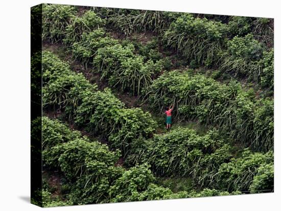 Female Farm Worker Picks Up Dragon Fruit in Ticuantepe, Nicaragua, September 26, 2006-Esteban Felix-Premier Image Canvas