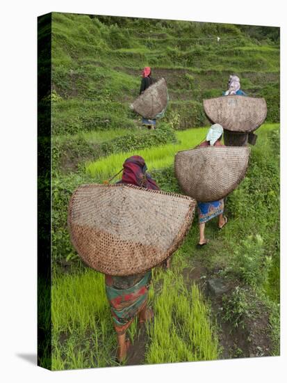 Female Farmers in Field with Traditional Rain Protection, Lwang Village, Annapurna Area,-Eitan Simanor-Premier Image Canvas
